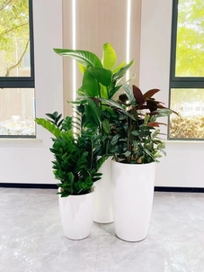 深挖宁波北仑绿化养护方案，共筑绿色风景线